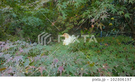 鶏さんと地元探索 102806197