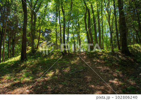 小倉城跡　郭3付近　ときがわ町　　 102806240