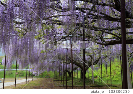 白毫寺(びゃくごうじ)の九尺藤【兵庫県丹波市市島町白毫寺】 白毫寺(びゃくごうじ)の九尺藤【兵庫県丹波市市島町白毫寺】 102806259