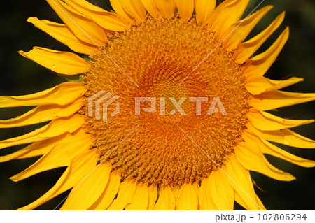 エネルギーがあふれ出すような大輪の向日葵 102806294