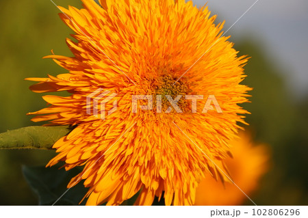 ふさふさの毛を纏ったような向日葵の花 102806296