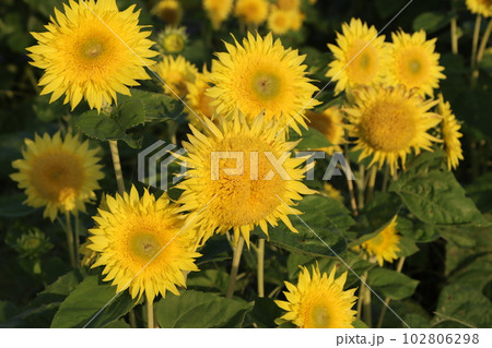 太陽の方向へ仲良く向いている向日葵の花 太陽の方向へ仲良く向いている向日葵の花 102806298