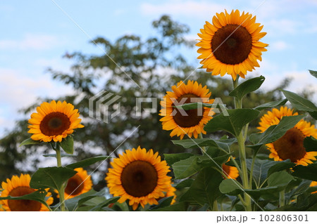 大輪の向日葵の花が存在感をアピール1 大輪の向日葵の花が存在感をアピール1 102806301