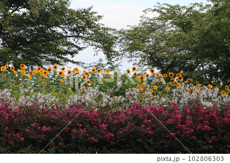 いろいろな花が目を楽しませてくれる馬見丘陵公園 102806303
