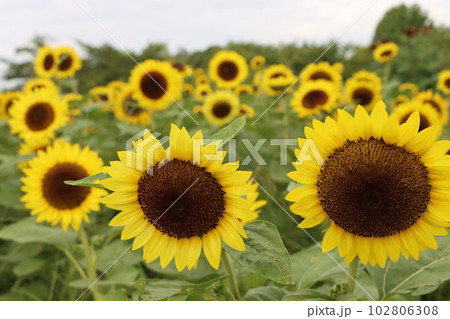 大輪の向日葵の花が存在感をアピール7 大輪の向日葵の花が存在感をアピール7 102806308