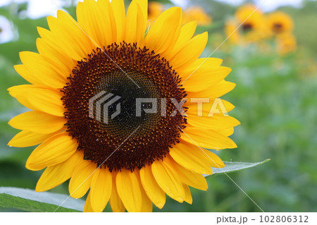 鮮やかな花色をした大輪の向日葵-左 102806312