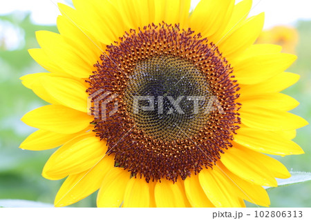 鮮やかな花色をした大輪の向日葵－中央 102806313