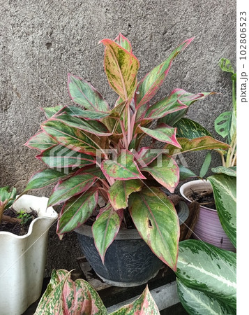 Close up of red aglaonema plant Close up of red aglaonema plant 102806523