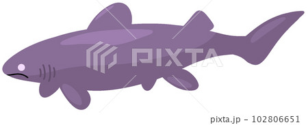 ビロウドザメ 102806651