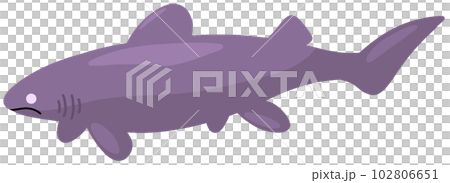 ビロウドザメ 102806651