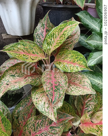Close up of angel wings plant with green and red leaves  102806907