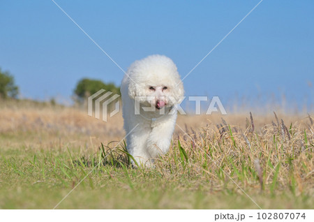 海辺の公園を散策する白犬 トイプードル 102807074
