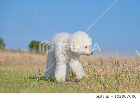 海辺の公園を散策する白犬 トイプードル 海辺の公園を散策する白犬 トイプードル 102807086