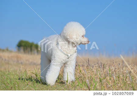 海辺の公園を散策する白犬 トイプードル 海辺の公園を散策する白犬 トイプードル 102807089