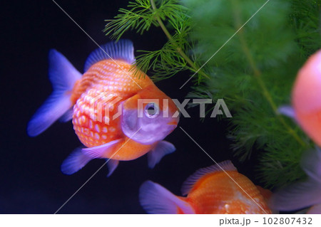 金魚 ピンポンパール 金魚 ピンポンパール 102807432