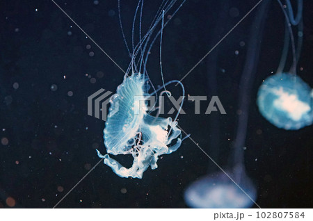アマクサクラゲ 102807584