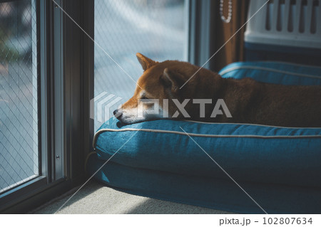 留守番をする柴犬 102807634