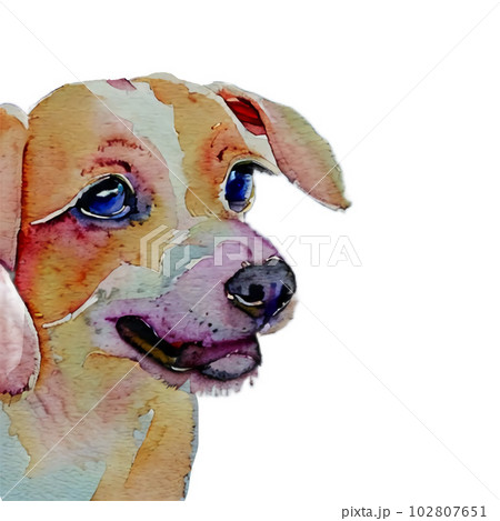 何か見ている犬 102807651