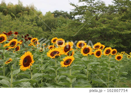 いろいろな品種のひまわり畑がある馬見丘陵公園 102807754