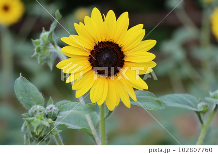 一回りサイズのかわいいヒマワリの花ー1 102807760