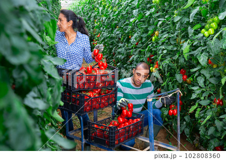 Two hispanic gardeners harvesting tomatoes in greenhouse 102808360