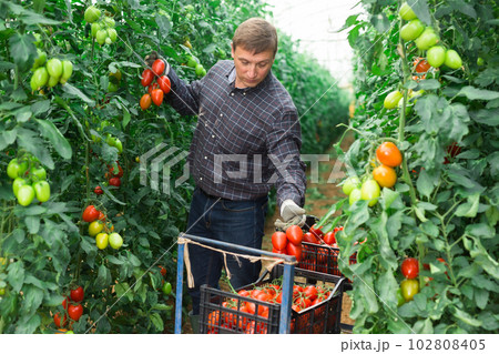 Happy farm owner picks red tomatoes in a greenhouse 102808405