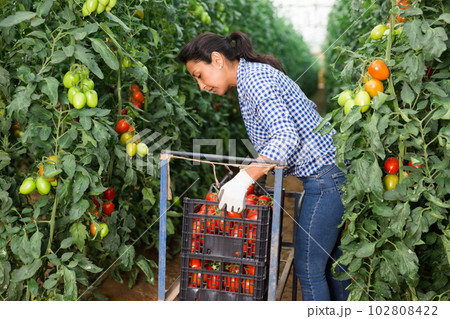 Female latino farmer puts red tomatoes in plastic box for sale Female latino farmer puts red tomatoes in plastic box for sale 102808422