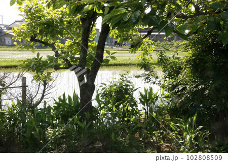 柿の木の下のミヨウガ 102808509