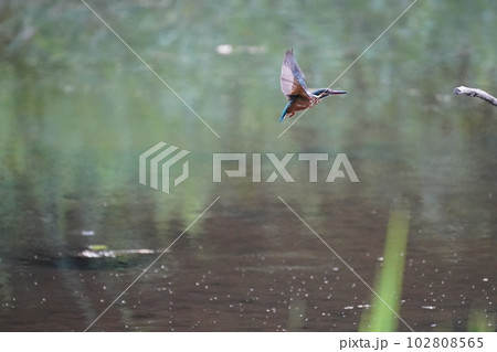 翡翠の広げた翼 102808565