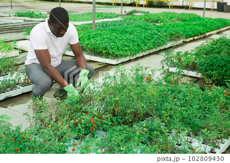 African american gardener caring for tomatoes 102809430