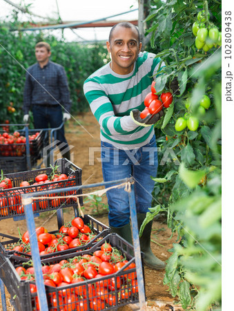 Successful latino gardener with red tomatoes in a greenhouse Successful latino gardener with red tomatoes in a greenhouse 102809438