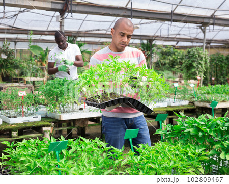 Latino man checking seedlings in garden center 102809467
