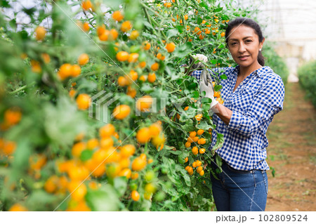 Female farmer gathering crop of yellow tomatoes in greenhouse Female farmer gathering crop of yellow tomatoes in greenhouse 102809524