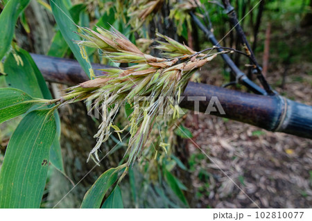 珍しい現象　竹の一斉開花 102810077