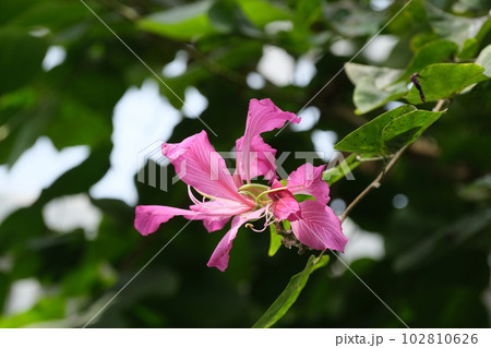 オオバナソシンカの花 102810626