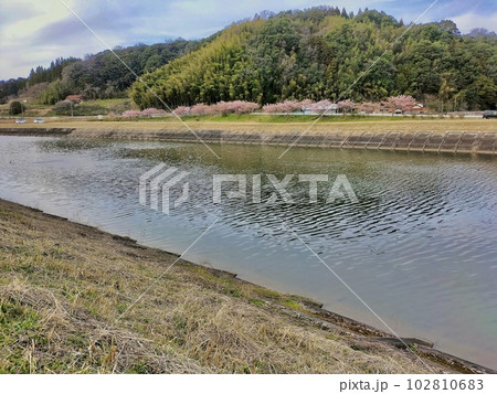 春の大東町赤川の風景 102810683