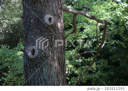 木の切り口 木の切り口 102811291