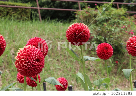 赤いダリア 102811292