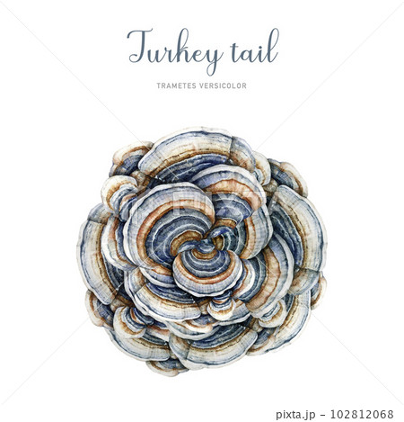 Turkey tail mushroom. Watercolor hand drawn illustration. Trametes versicolor hand painted fungus. Medicinal mushroom detailed image. Turkey tail fungus element. Isolated on white background 102812068