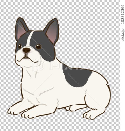 Lying French Bulldog (Pied) 102812366