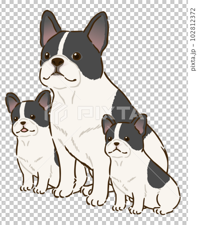 French bulldog parent and child (pied) French bulldog parent and child (pied) 102812372