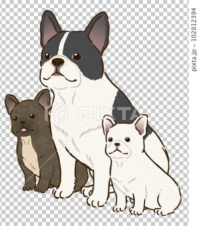 Parent and child of French bulldog of various coat colors 102812394