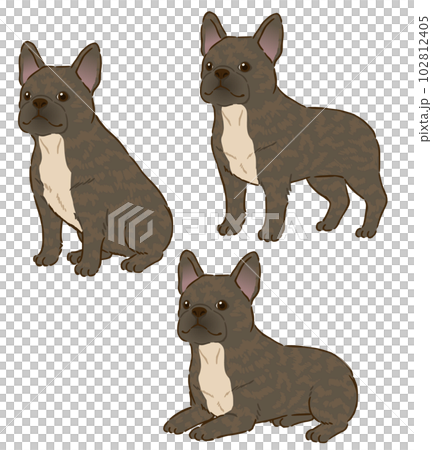 French bulldog (brindle) in various postures 102812405
