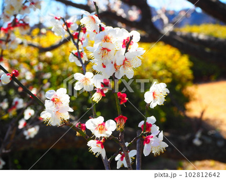 田浦梅の里の梅の花 102812642