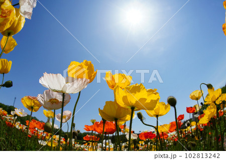 アイスランドポピー1400 102813242