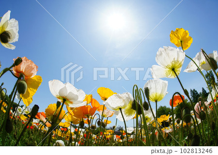 アイスランドポピー1420 102813246