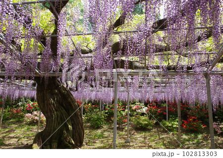 あしかがフラワーパークの茶色い幹と紫色の花が美しい藤 102813303
