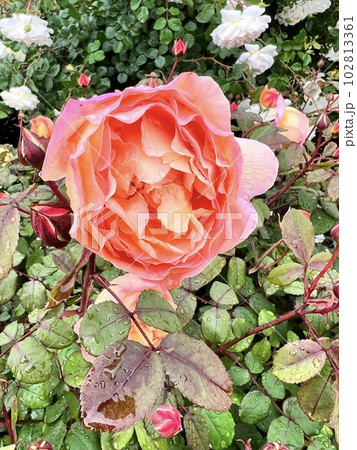 美しい　バラ 102813361