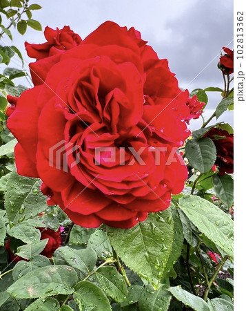 美しい　バラ 102813362