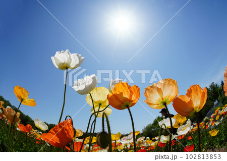 アイスランドポピー1304 102813853